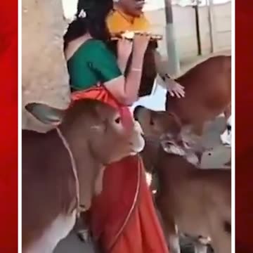 ఫ్లూట్ సౌండ్ విని లేగదూడల సంబరం #viral #flute #video #krishna | FBTV NEWS