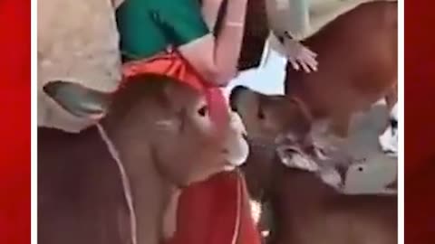 ఫ్లూట్ సౌండ్ విని లేగదూడల సంబరం #viral #flute #video #krishna | FBTV NEWS