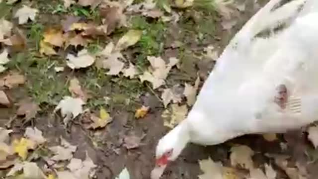 Amanda Grace Talks...When Cesar Met Daisy! FUNNY