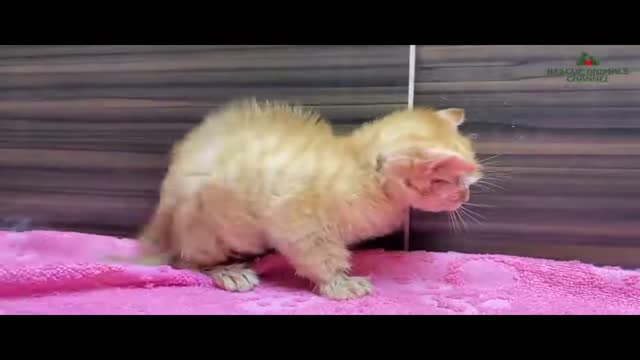 🥶​🥶​😻​ Rescue frozen kitten out of the snow