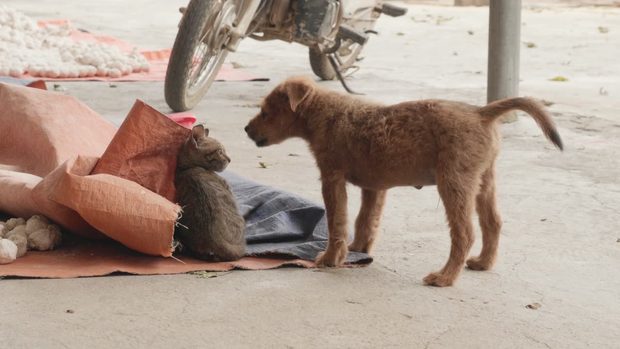 Cat and Dog