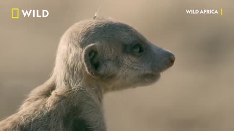 Cobra Vs. Meerkat | Wild Africa | National Geographic Wild UK