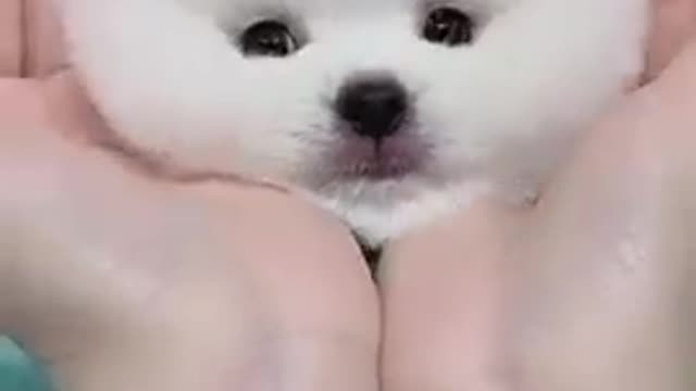 Cute Puppy | White small Dog