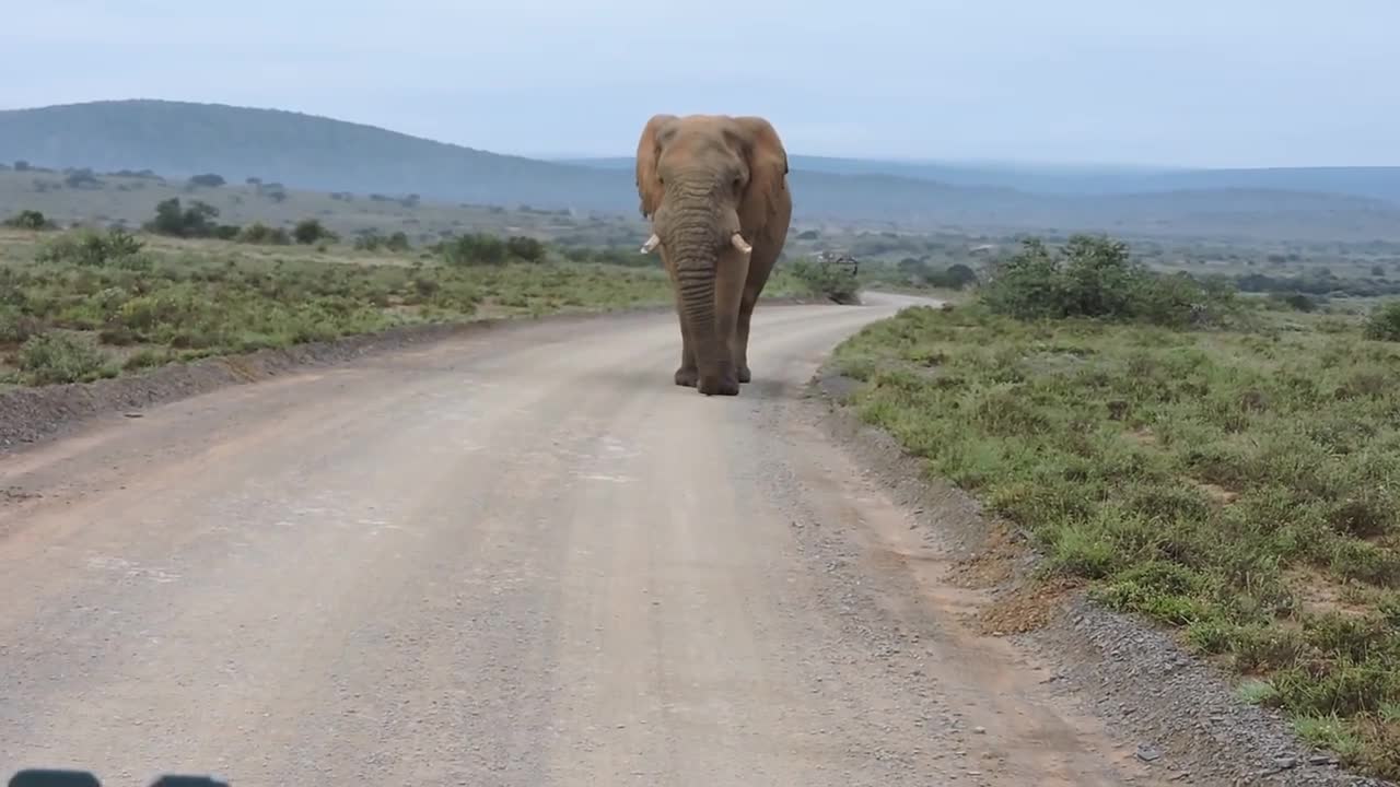 Big Elephant Bull walking down the road