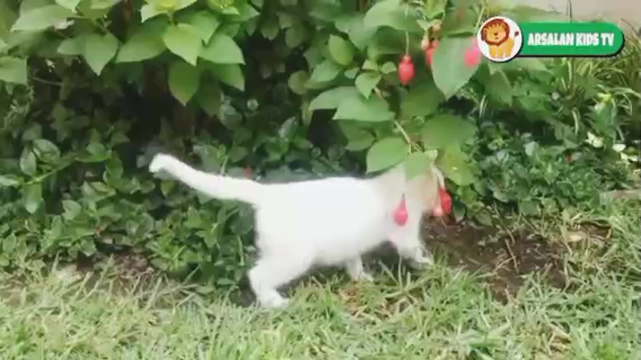 Suara Anak Kucing Lucu Memanggil Induknya - Suara Hewan(360P)