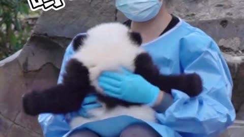 Baby panda cried after fighting