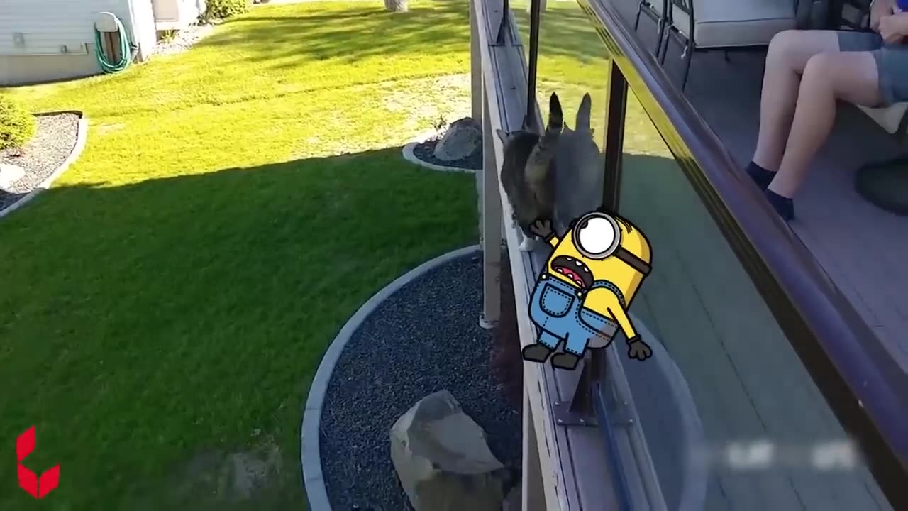Funny animals cat dog