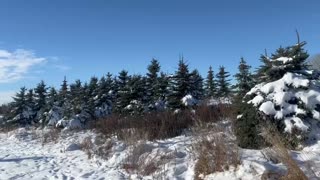 Christmas Tree Season Update 2022