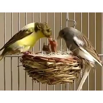 Life bird world bird video
