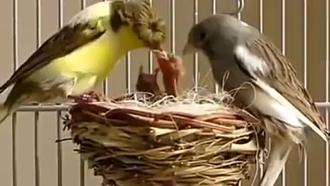 Life bird world bird video