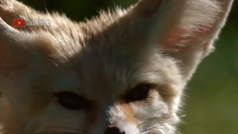 Funny Animals Compilations 66