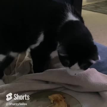 Yuck! Burying Dad’s peasant food. #CatFunny #PrincessDivaCat