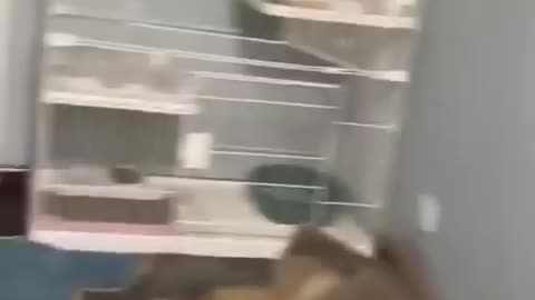 Funniest Cats and Dogs 🦮🐕| Funny Animal videos #30