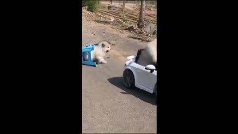 Funny animal videos - Happy pets