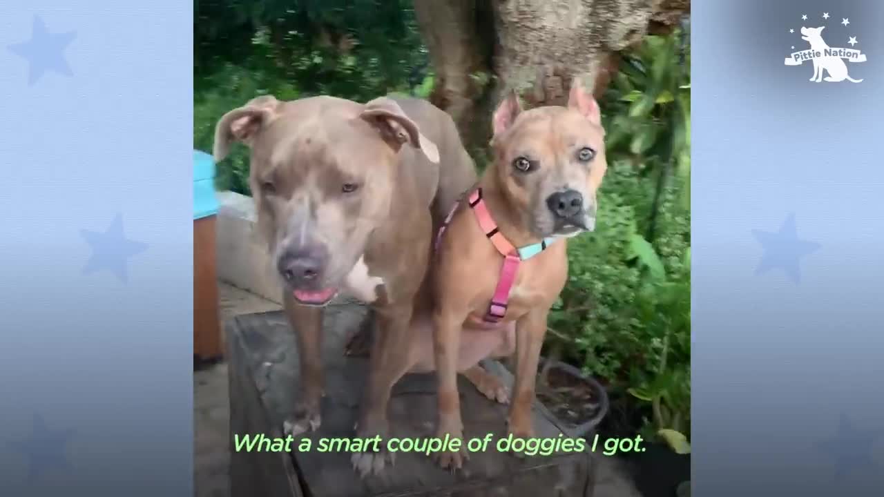 Skinny Foster Pittie Gets Better By Doing Whatever Her Brother Does _ The Dodo Pittie Nation