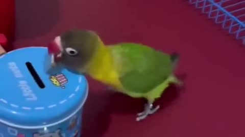 Recycling by parrot