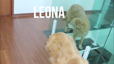 Golden Retriever REACTS to Robotic Vacuum!