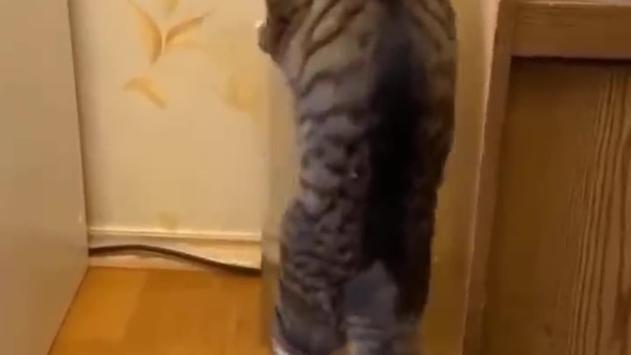 Funny Fur Video