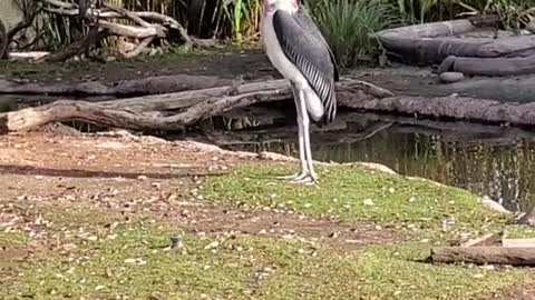 Not Your Average Stork-Marabou Stork