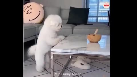 Funniest Cat and Dog