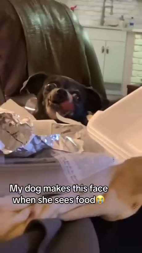 My dog Makes this face when she sees food 😂