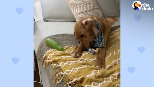 Golden Makes Friends With His Neighbor On The Opposite Balcony The Dodo Soulmates