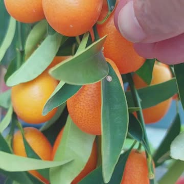 Kumquats nature’s miniature oranges -but you can eat the skin too🍊: organic fruits :