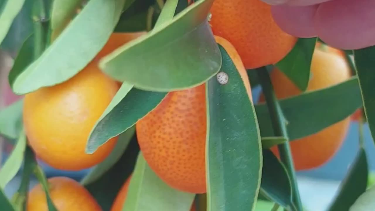 Kumquats nature’s miniature oranges -but you can eat the skin too🍊: organic fruits :