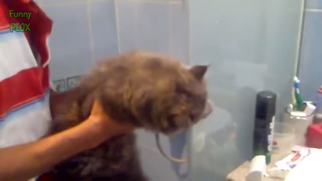 Funny Cats Hate Baths - Funny Cat Videos