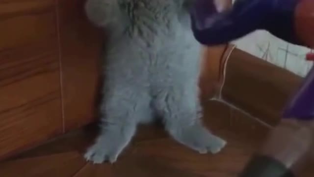 FUNNY CAT GETTING ARRESTED