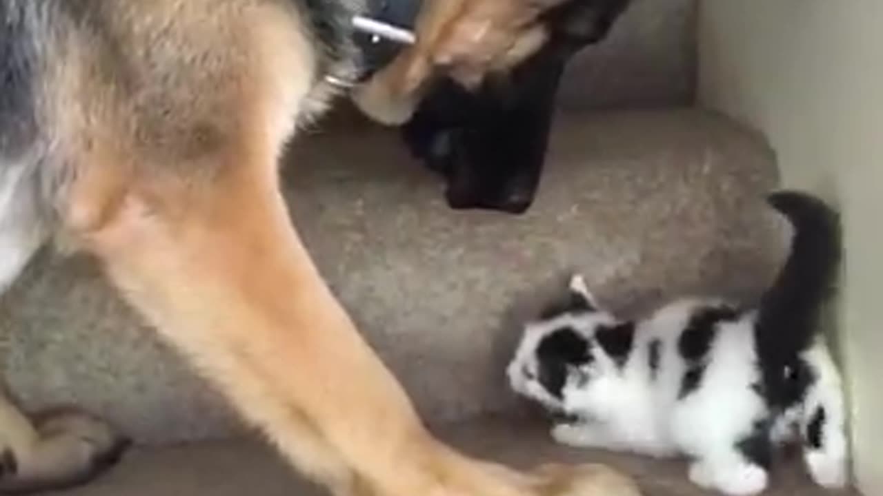 Helpful Pup Carries Foster Kittens Upstairs