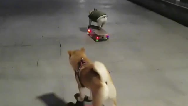 SkateDog 15