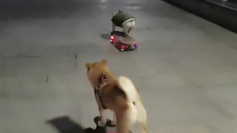 SkateDog 15