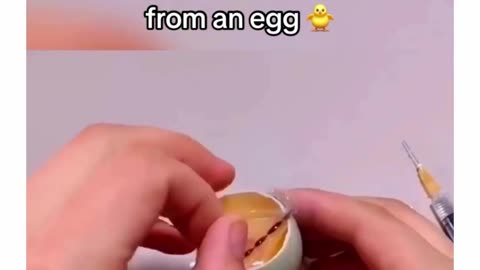 How a chicken forms inside an egg works