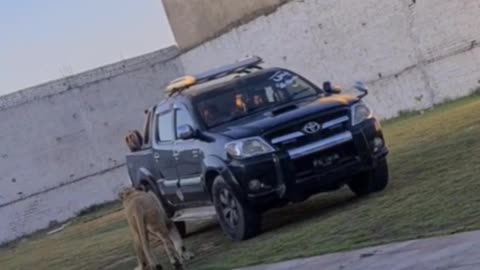 Lion Attack in the Car