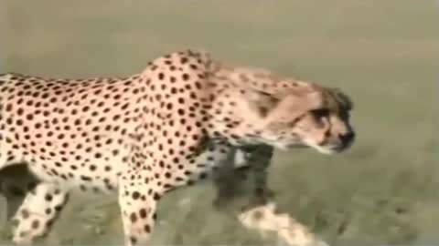 Leopard kills Deer - Animals Attack - Wildlife Documentary