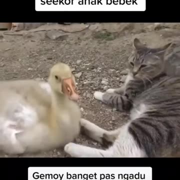 Cats Caring for Ducklings Until Adult 😻