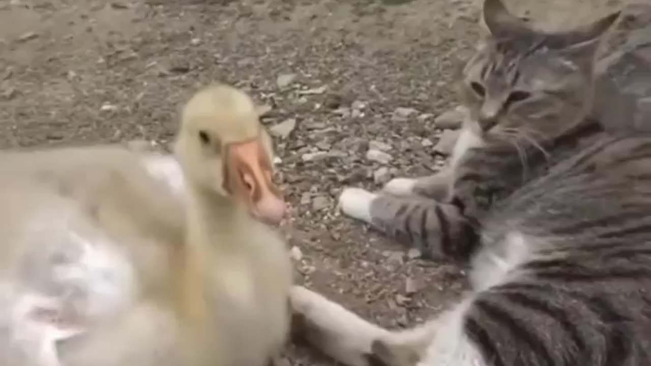 Cats Caring for Ducklings Until Adult 😻