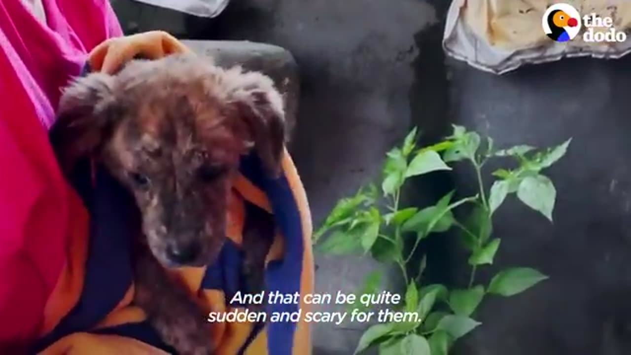 Stray Puppy Get Rescued And Can't And Can't Stop Jumping For Joy