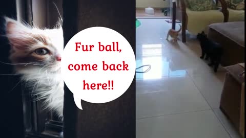 I don't know why this human got another cat!!🎁🎁🎁 💝💝💝