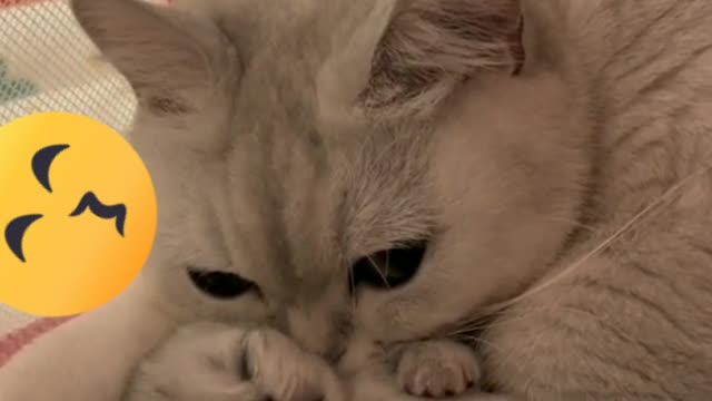 kuncing imut yg selalu jaga anaknya