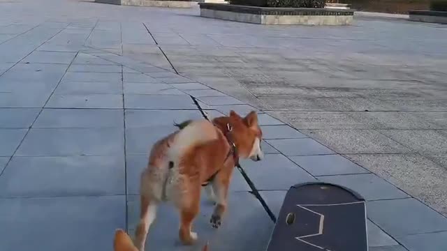 SkateDog-7