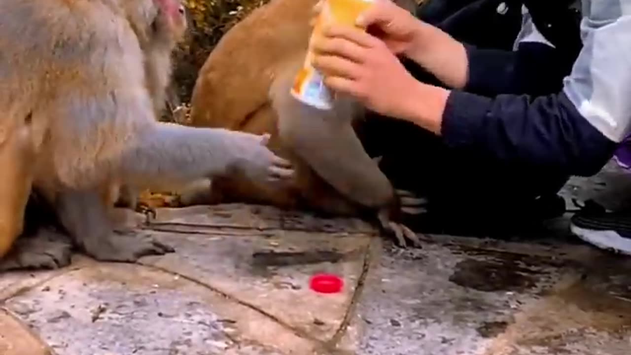 The clever monkey opens the cap of a drink bottle like this #animal #funny #monkey #baby #happy.