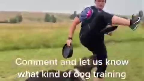 Dog Training Video