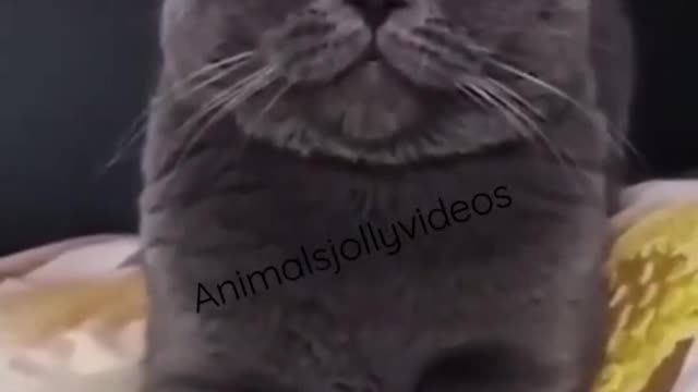 Funny videos| Rumble Shorts #Cats #tiktok #Viral