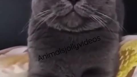 Funny videos| Rumble Shorts #Cats #tiktok #Viral