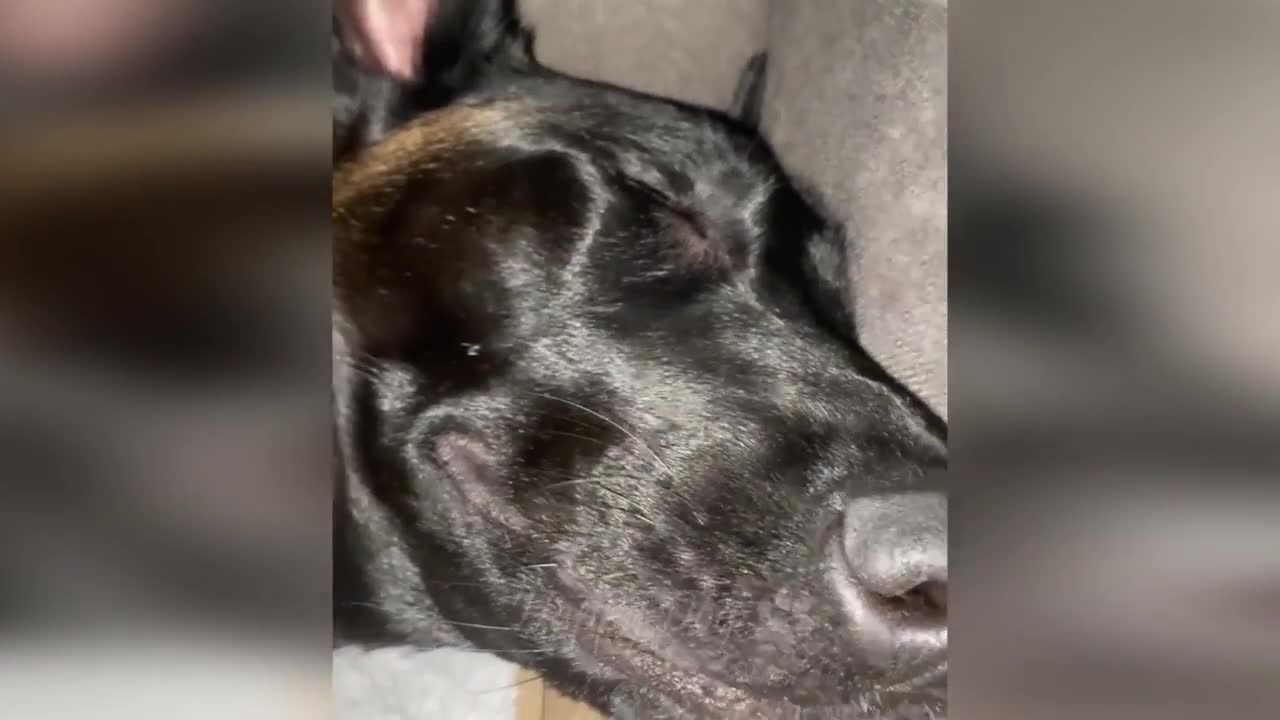 Funny Animals - Best Moment Funny Animals𤣠#1