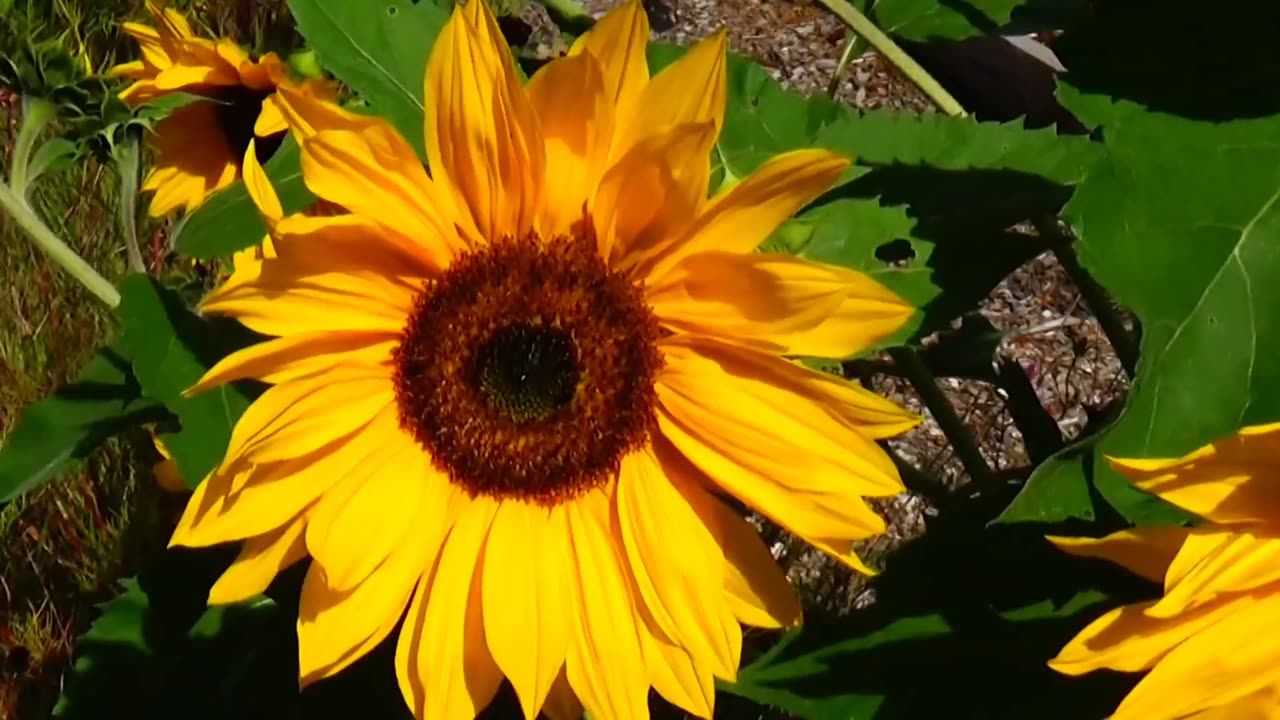 Sunflowers