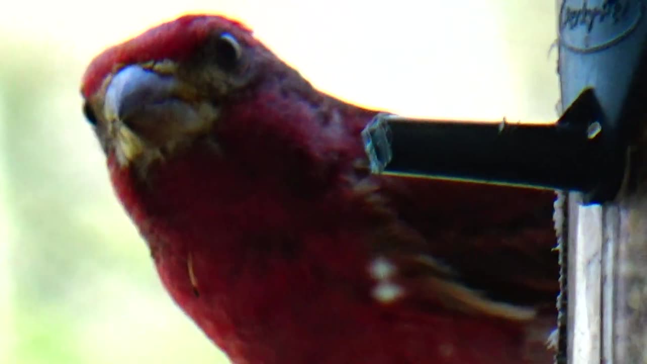 Purple Finch