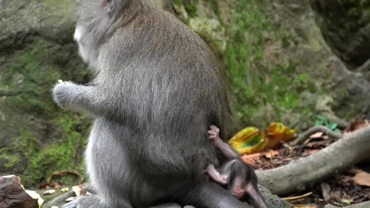 Monkey mom is busy, not paying attention to her newborn hungry baby.